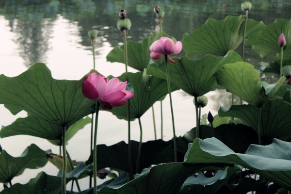 【北京-北海公园 周末游】如果你在冬天去过北海公园