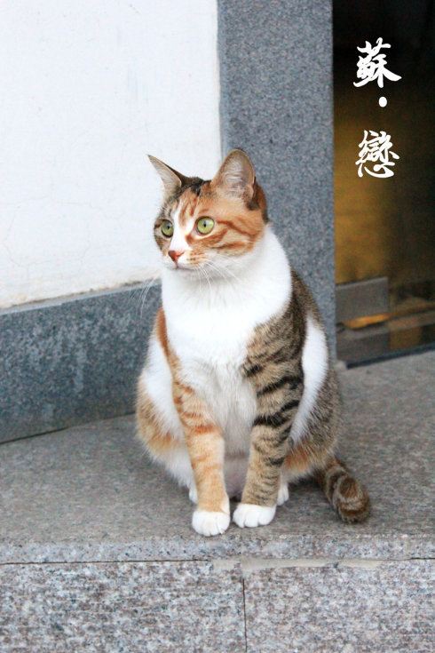 一家咖啡店门口,一只花猫