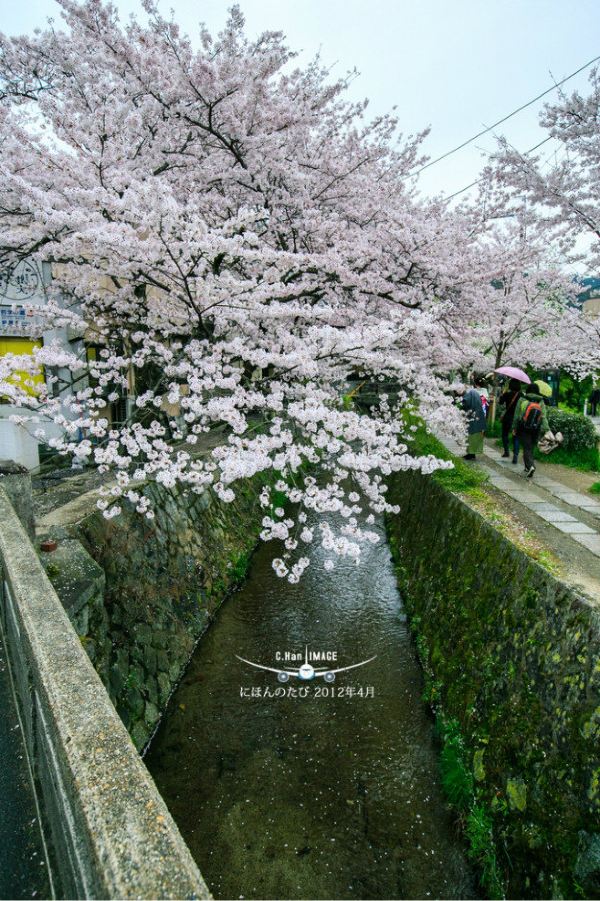世界那么大之日本 樱花の旅东京,横滨,京都,奈良,大阪
