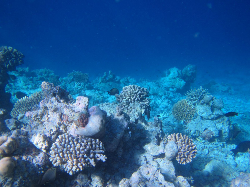                  漂亮的深海美景
