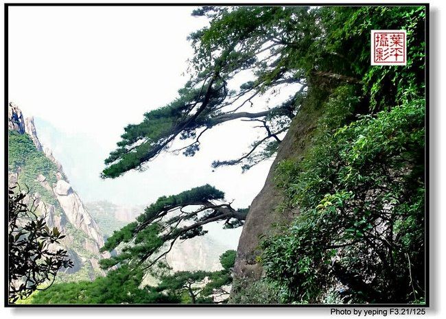 千姿百态的三清松,由于受高山风,霜,雨,雪,雾等自然气候影响,造型千姿