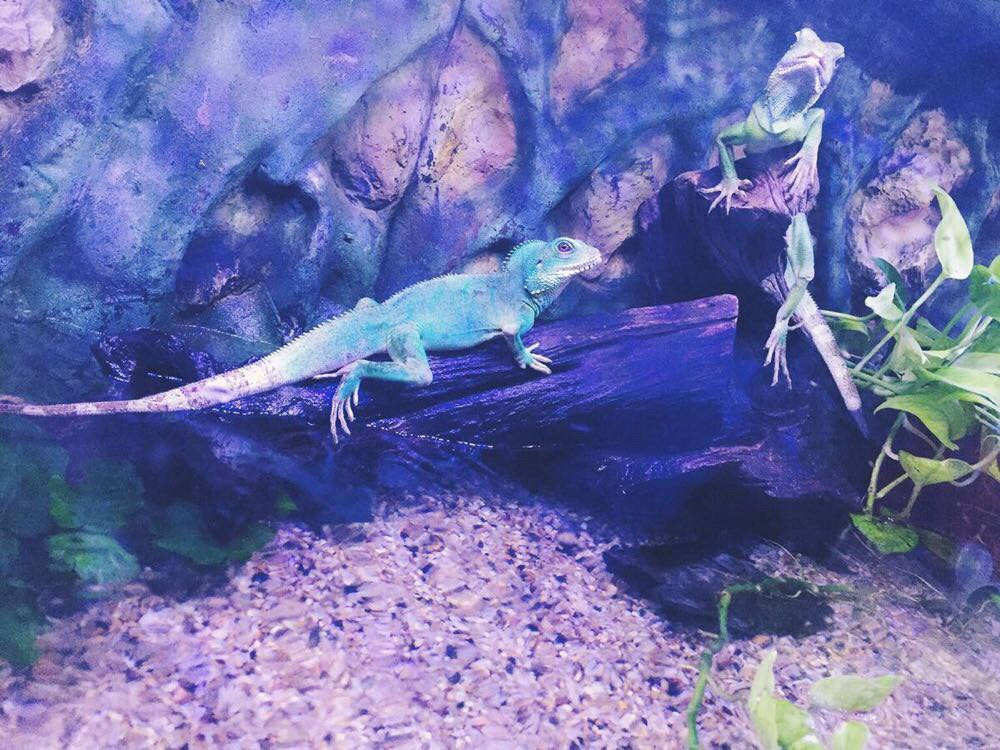 上海海洋水族馆