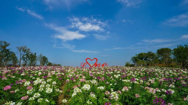 周浦花海门票,上海周浦花海攻略/地址/图片/门票价格