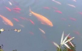 芒市勐巴娜西珍奇园天气预报,历史气温,旅游指