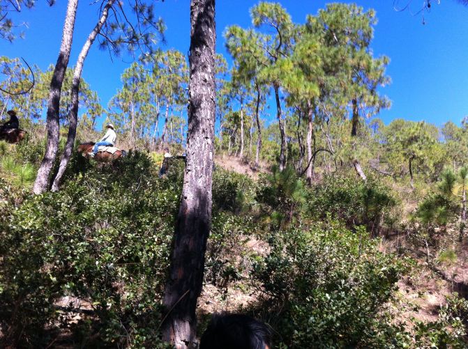 #11#云梦萦绕之初游云南 - 丽江游记攻略