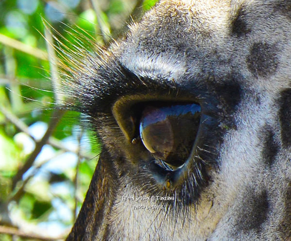 长颈鹿温柔清澈眼睛的特写,长长的睫毛,真个是风情万职啊!