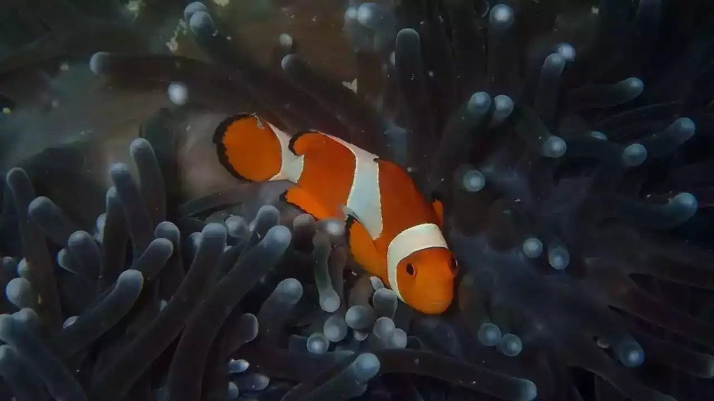 海里的鱼图片?海里的鱼图片及称号 海里的鱼图片大全怎样了吗?