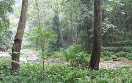 呼伦贝尔阿里河国家森林公园天气预报,历史气