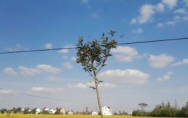 如皋红十四军公园天气预报,历史气温,旅游指数