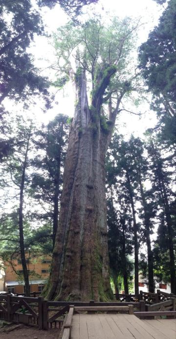 孔雀神木 携程网