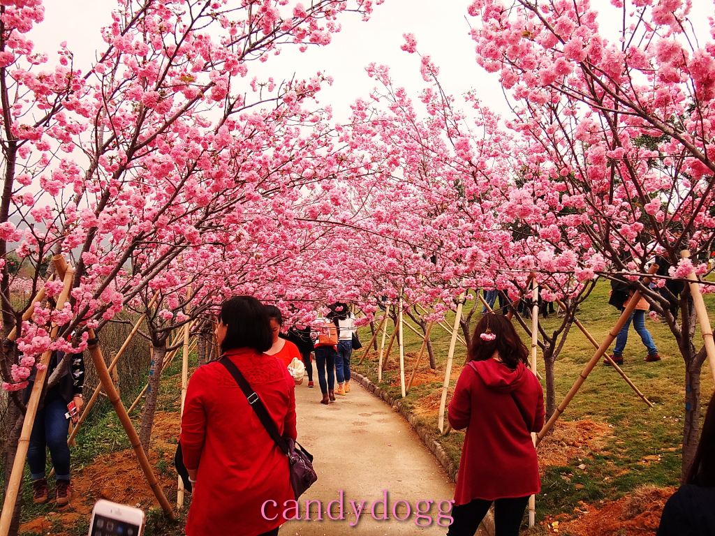 心动春之旅#樱花控看过来-从化天适樱花悠乐园女神节之旅(附攻略)