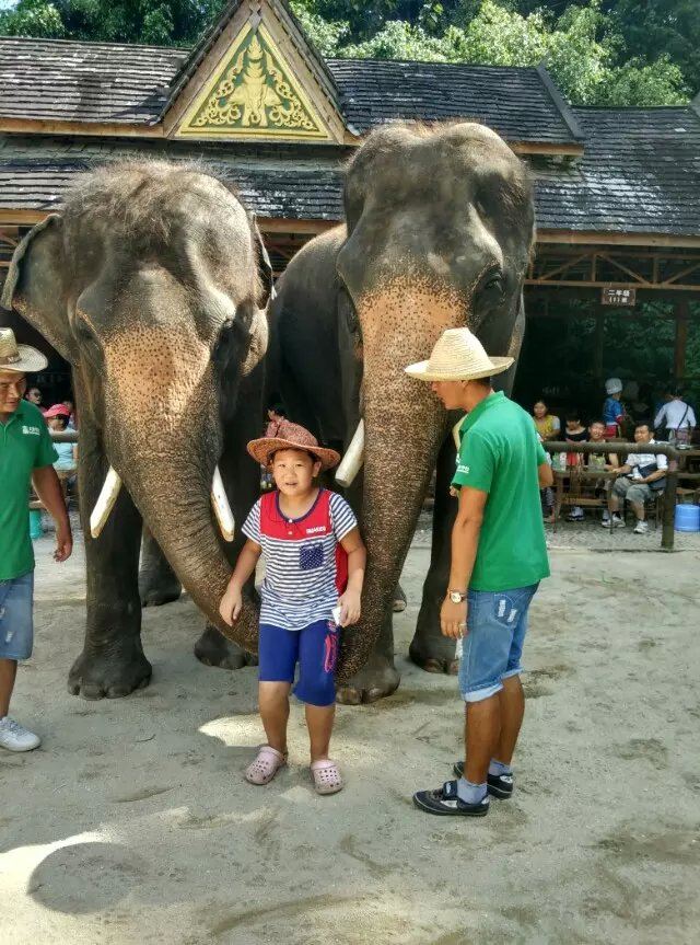 儿之西双版纳玉溪西昌自驾游 - 西双版纳游记攻