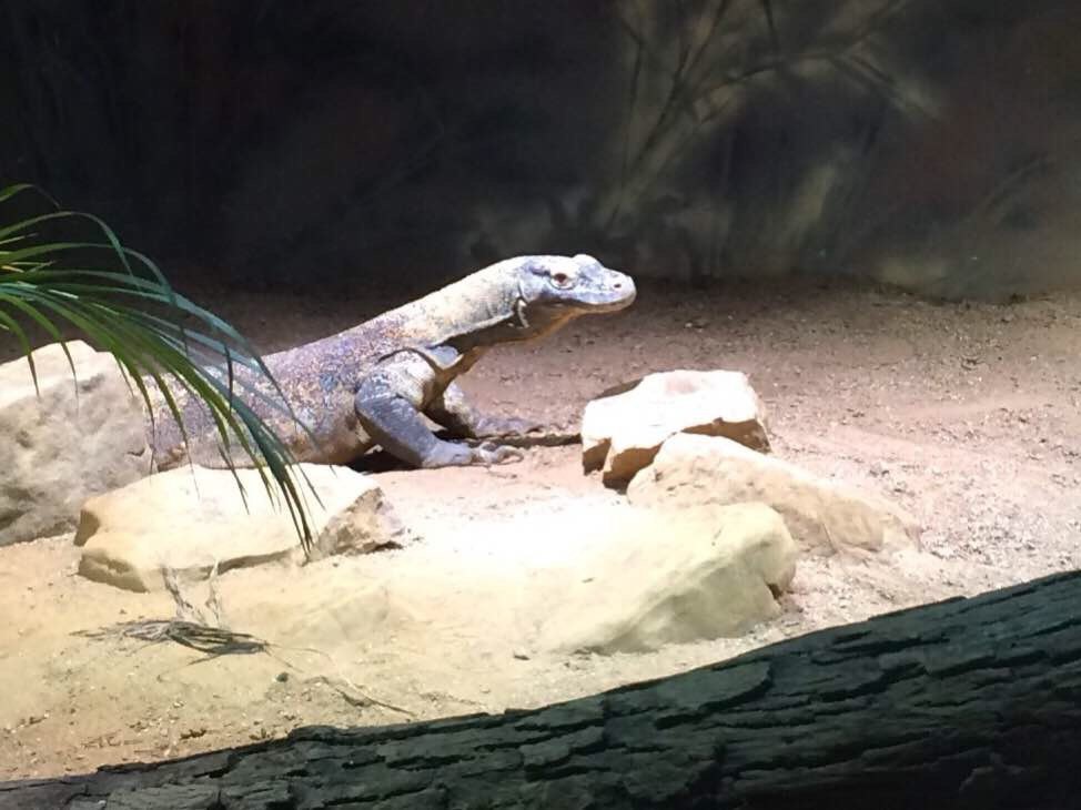 世界上最大的蜥蜴:科莫多龙. 亚特兰大动物园