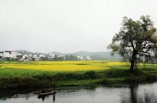 当雪花遇上油菜花-2016年3月春天,婺源又下雪
