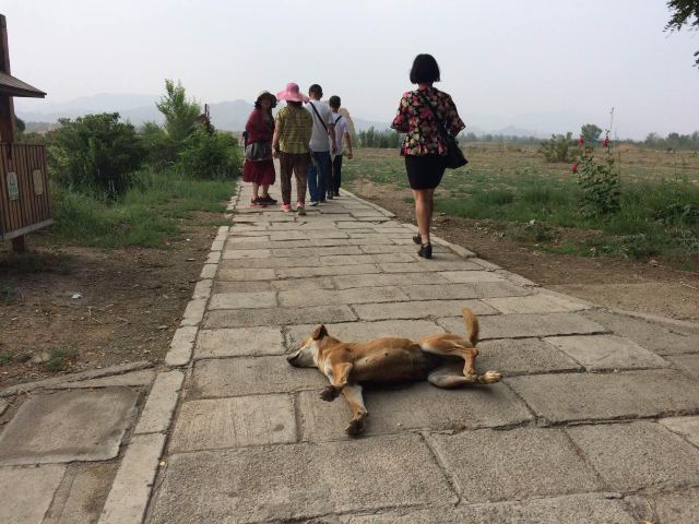 好狗不挡道(^^) 西夏王陵