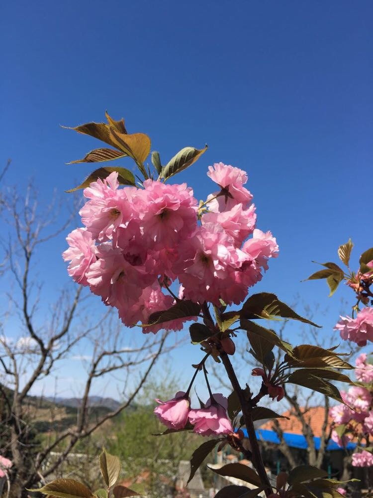 平谷樱花节