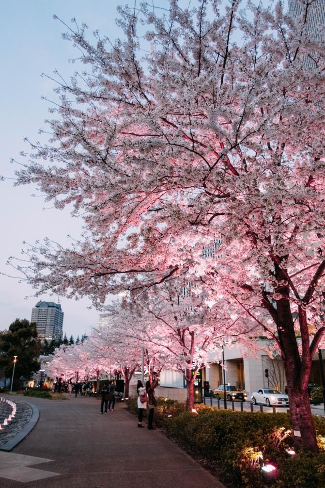 日本东京樱花祭