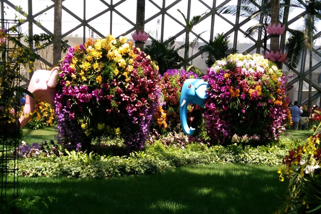 上海辰山植物园国际兰花展