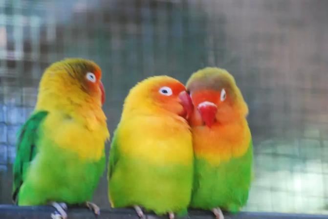 带全家去毛里求斯看海豚。 - 毛里求斯游记攻略