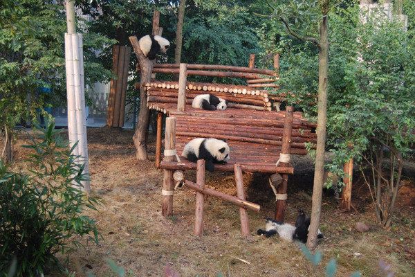 【成都5天行攻略带图】学生党成都5天自由行