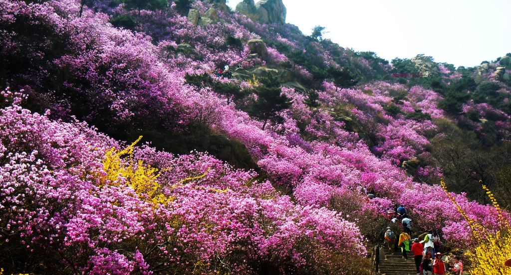 青岛#心动春之旅#大珠山杜鹃花正在盛开怒放之中