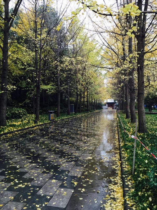 成都,阴雨绵绵,华灯初上