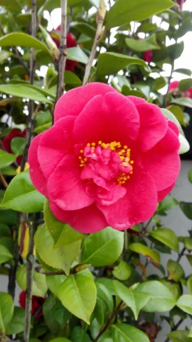 花儿为什么这样红,南京的茶花红艳艳,难道茶花是市花. 总统府