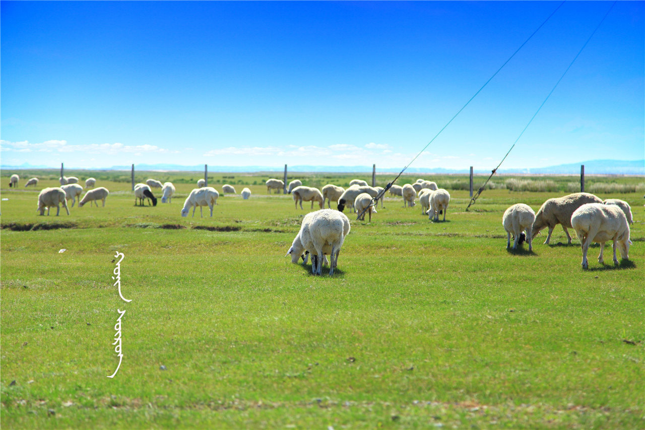 吃草的羊群 贡格尔草原