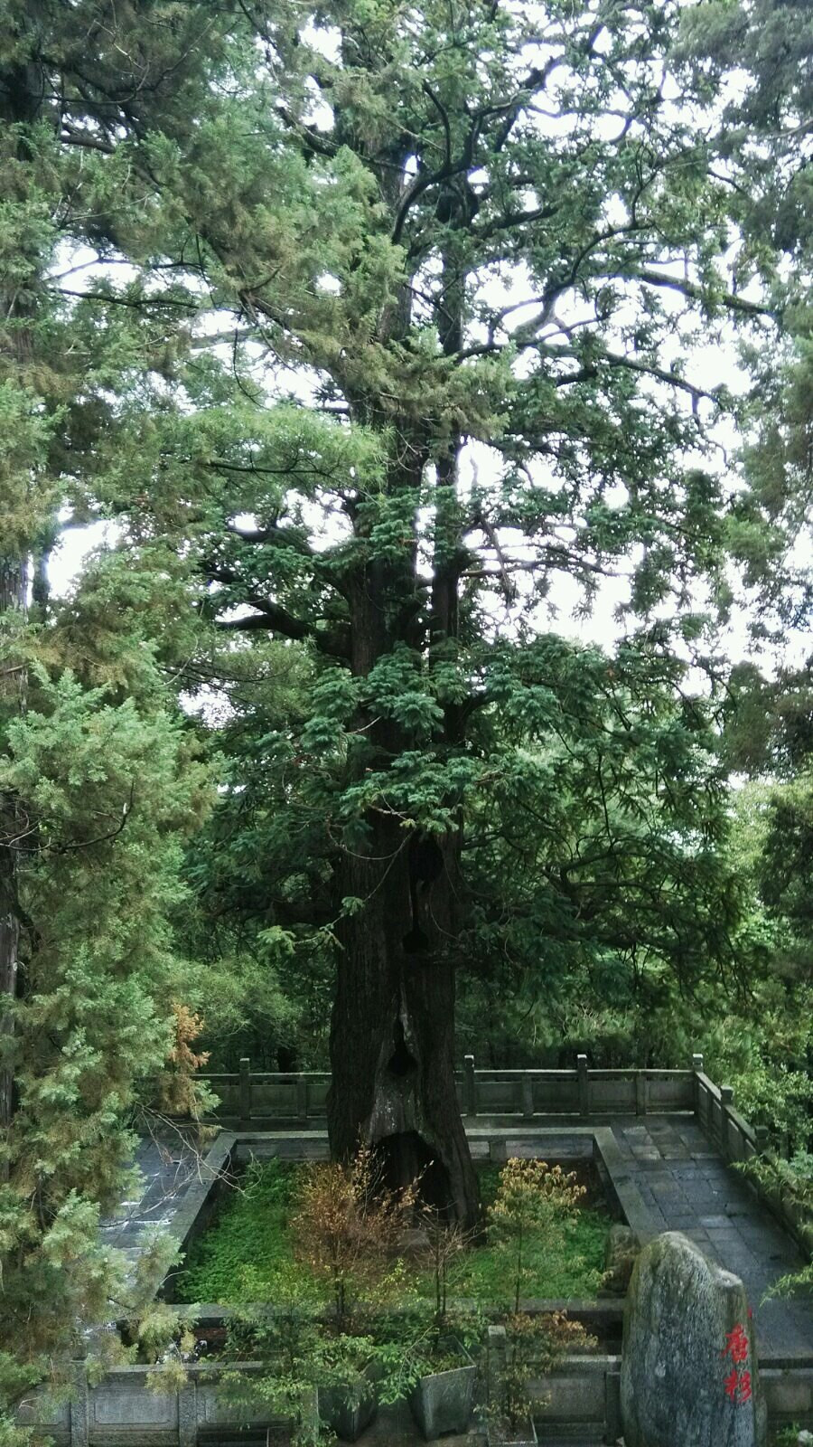                    千年的香杉树