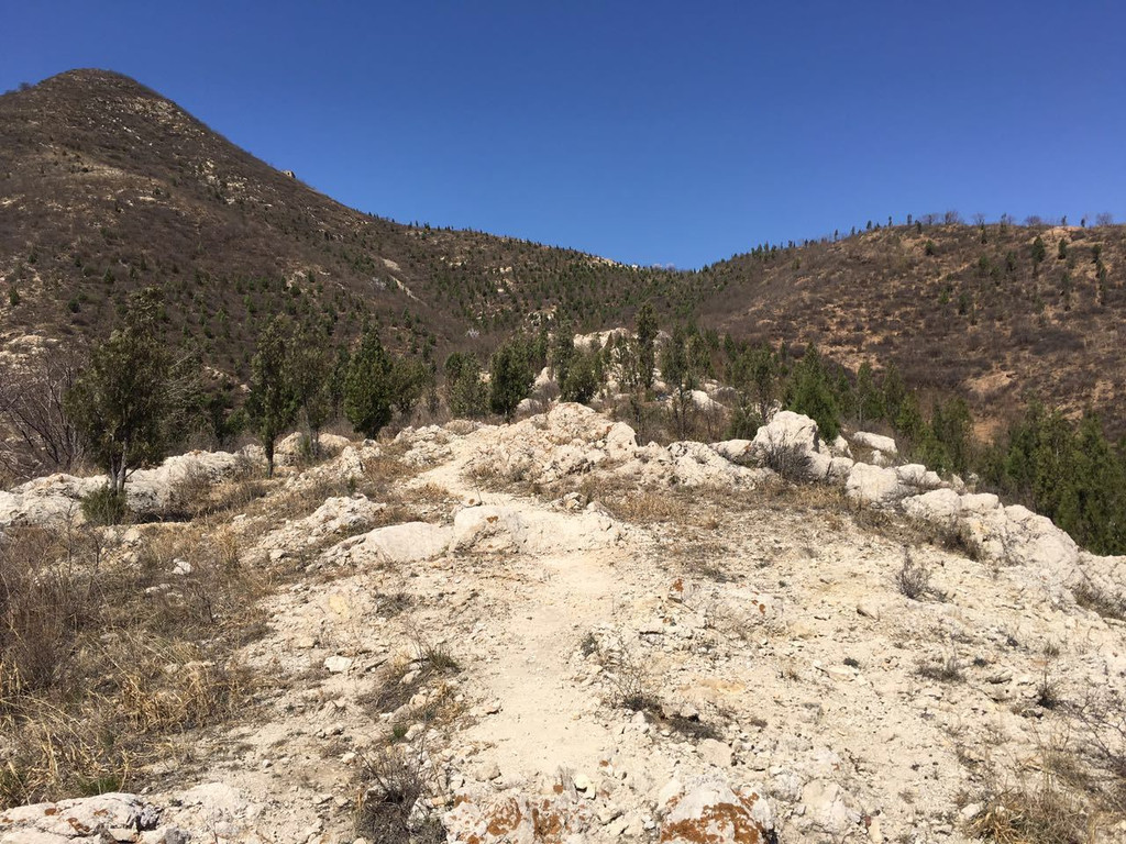 明知山有虎,偏向虎山行