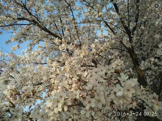 浪漫樱花之约"为主题的2016山东樱花山樱花节在滨州市邹平县樱花山