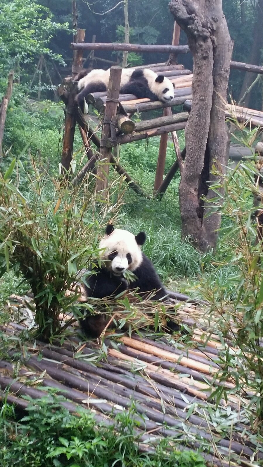 成都大熊猫繁育基地