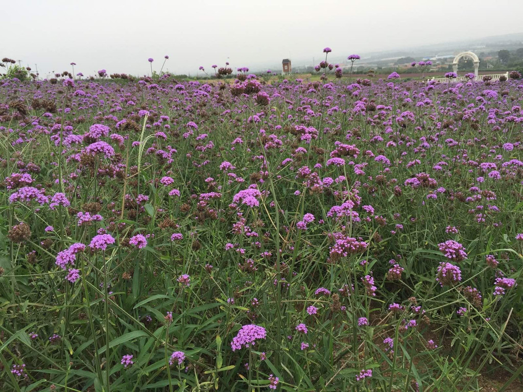 大连紫云花汐薰衣草庄园