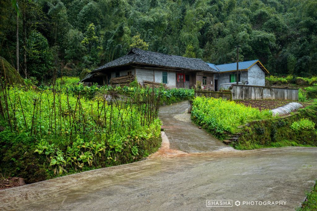 路上还遇到一户农家,背靠竹海,房前屋后满是油菜花地,好一派田园风光.