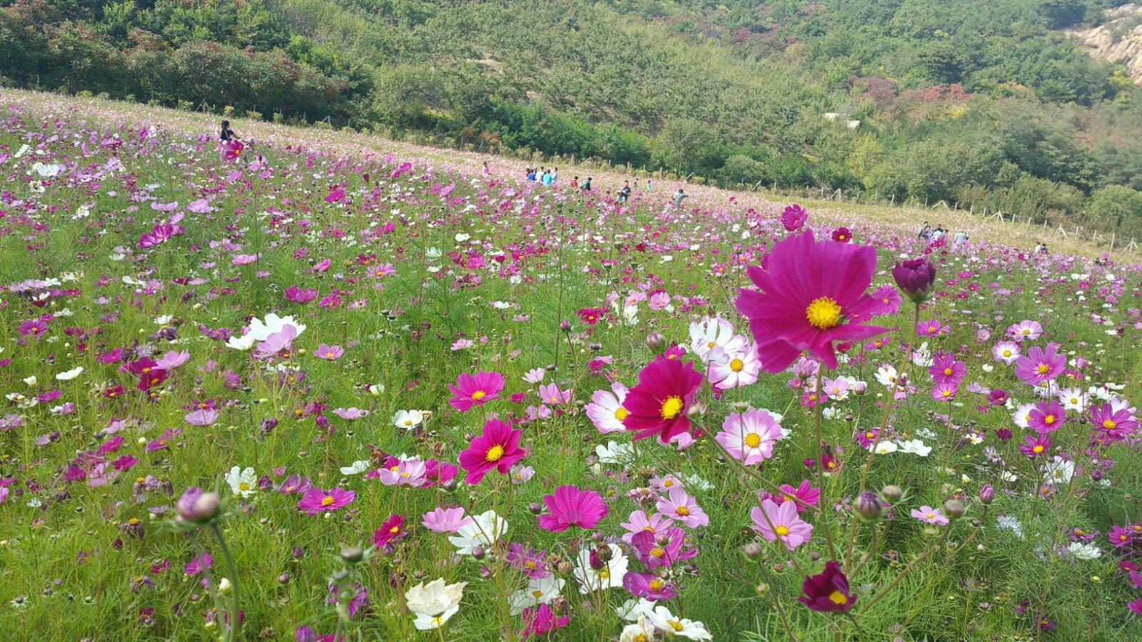 格桑花海