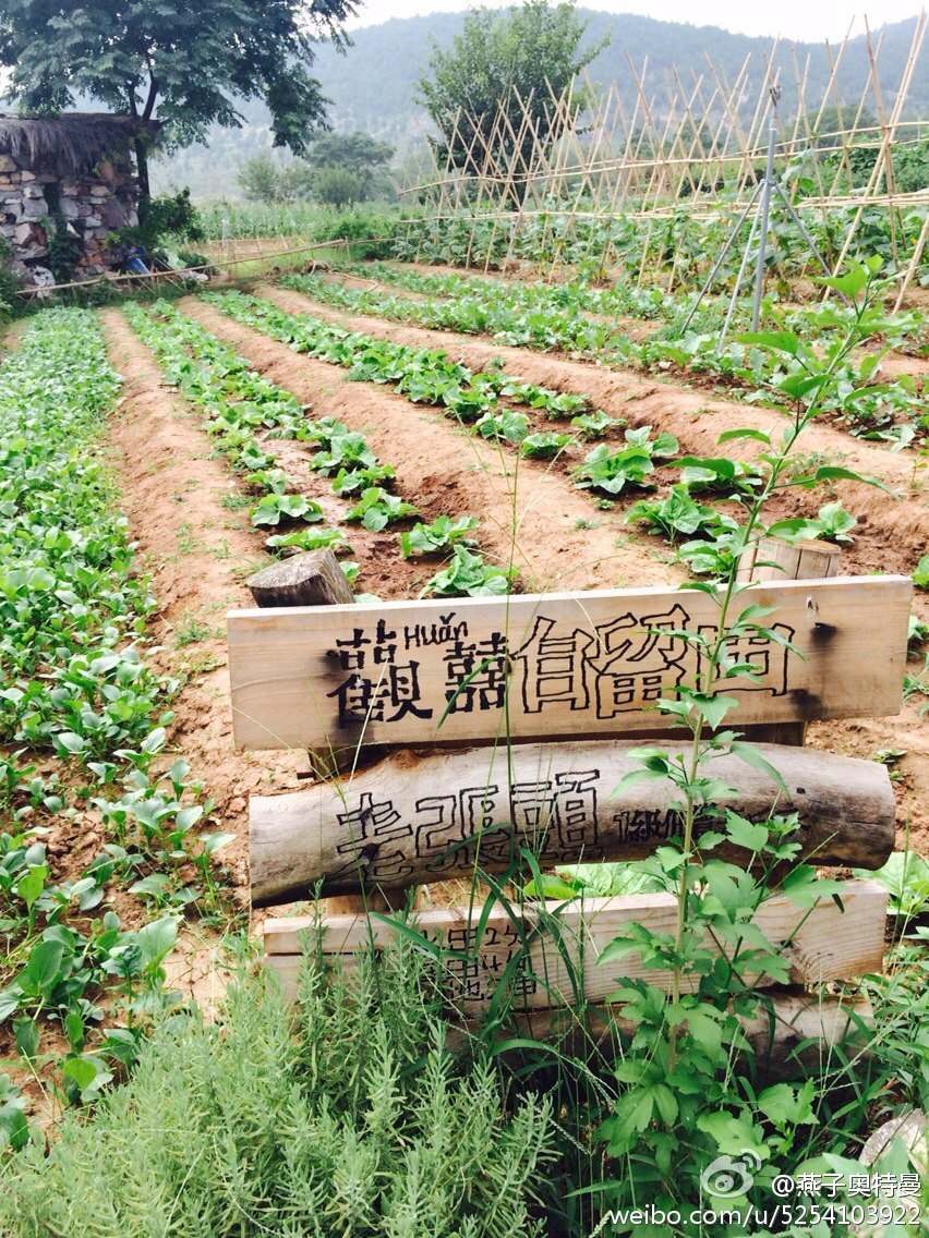 自留地,我想起了家里面的小菜园 徐州