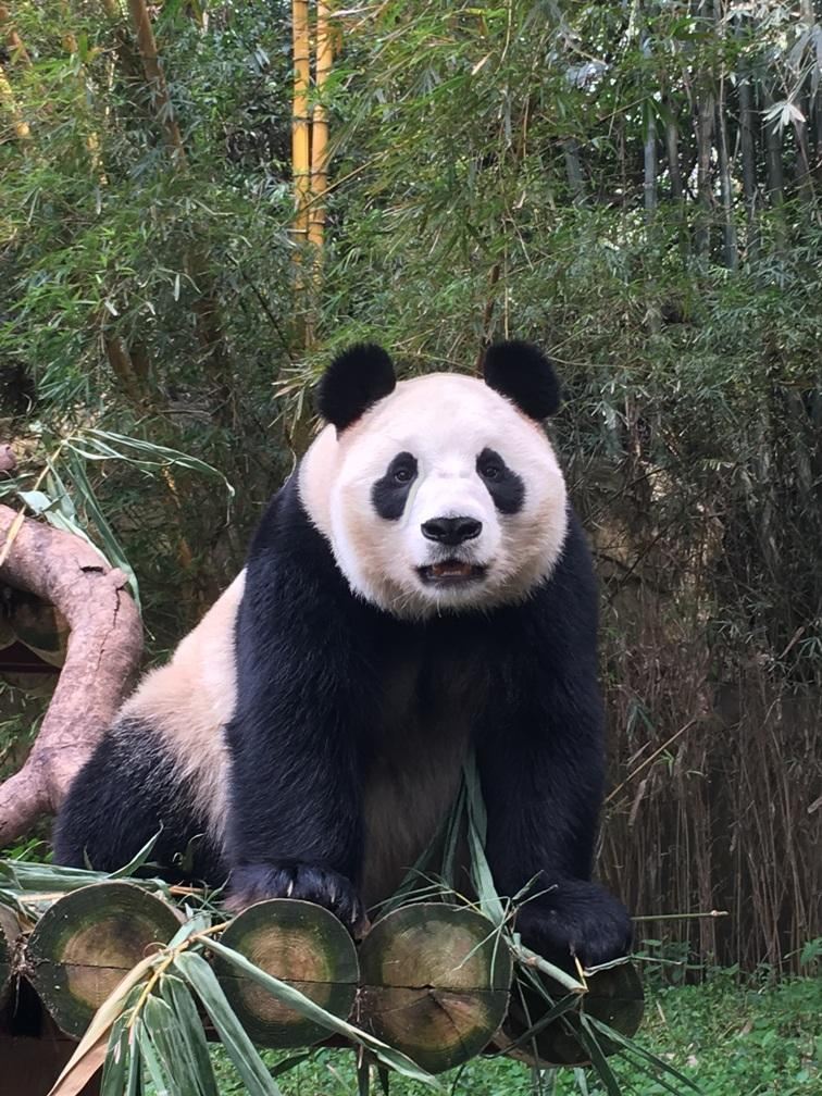 在去长隆之前,推荐的朋友都说不错,我也很纳闷,一个动物园再怎么好不就那样么,全球各地的长颈鹿都长的一个样。但朋友们的极力推荐,让我决定去广州感受一下不一样的野生动物园。 我觉得长隆野生动物园最大的特点在于体验,他把游客的体验融入到了原本呆板的参观浏览中,与各类动物幼仔的近距离观察给了游客更新奇的感受。半敞开式的乘车游览及允许游客自驾游览,还有近距离喂食各种动物,都比以前在看笼子里的动物更有趣。讲解员聊天式的讲解更生动有趣。园区的环境也是相当的好,完全不像一般传统动物园的那种扑面而来的大自然的味道。 总而言