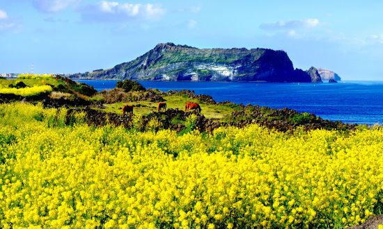 济州岛油菜花、樱花最佳赏双花畅快游
