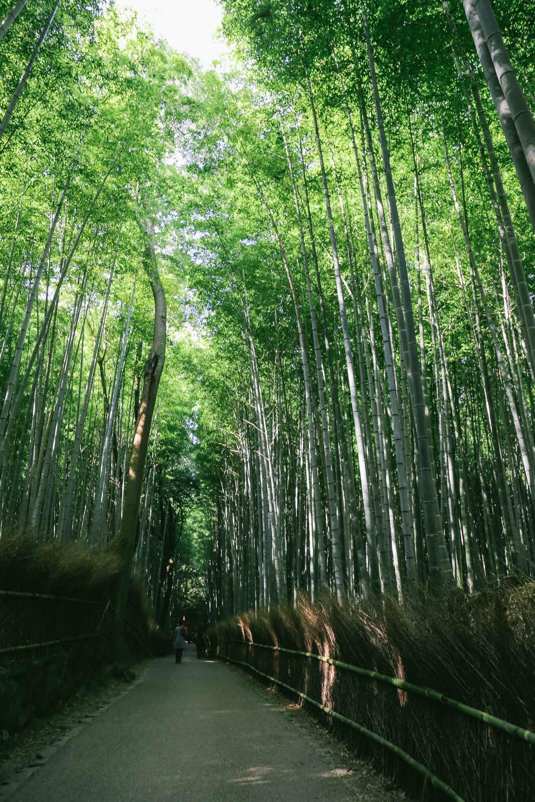 京都嵯峨野竹林