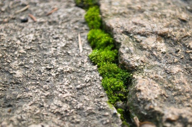 石板间的青苔从黑暗中绿起来,厚厚地,像是冬日里填补大地的温暖衣裳.
