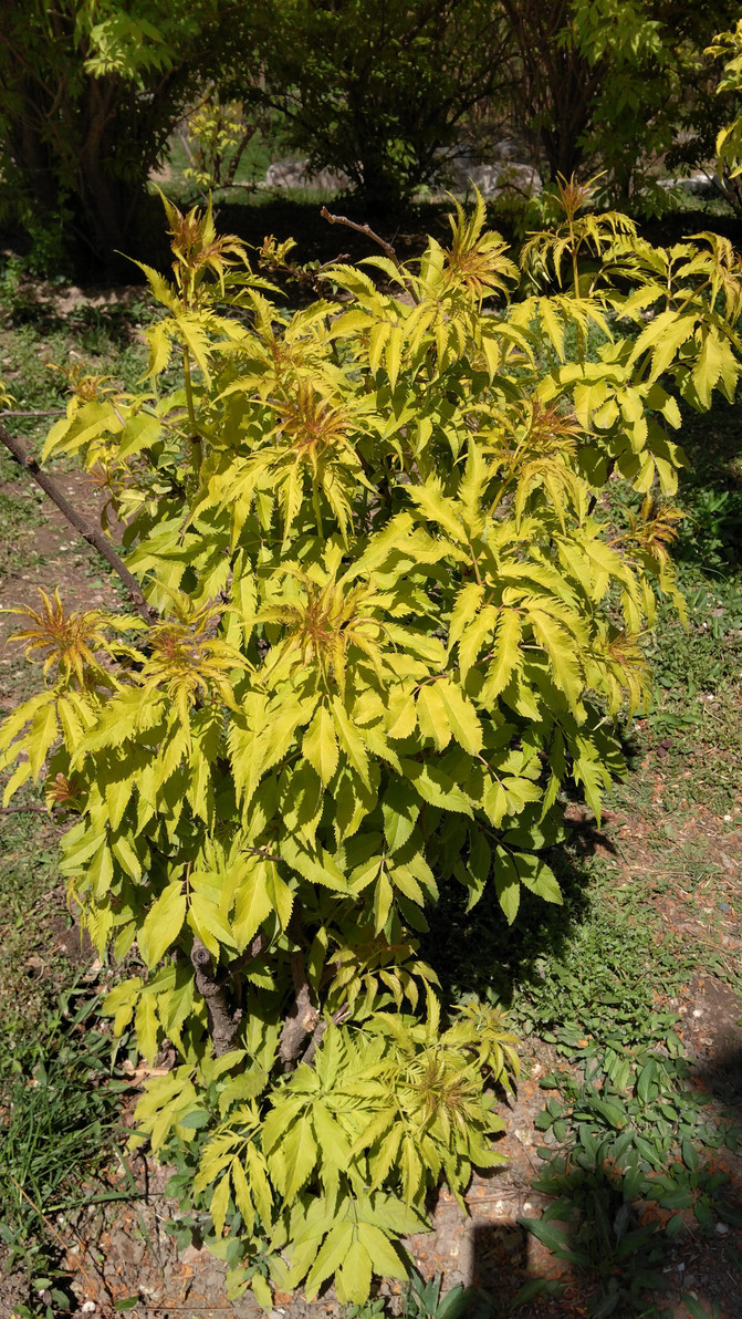 有金叶接骨木,红王子锦带,紫藤,钻天杨和馒头柳. 金叶接骨木