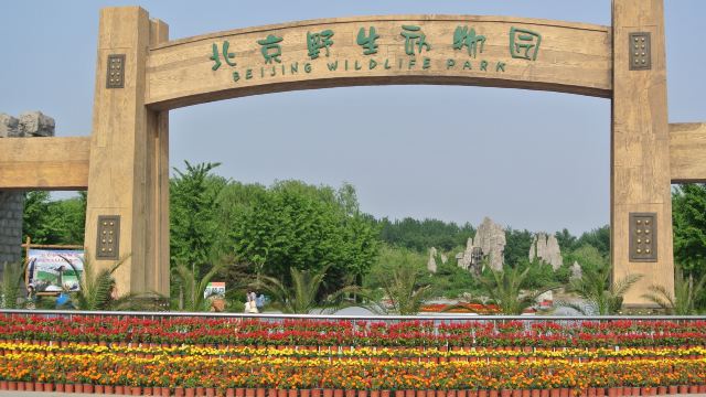 我们自己开车去的,走了段固城县城106国道3km.就这点路走了半小时,有两段路检,还有七八个红灯。换票入场都很方便,不是周末跟节假日也是有学校组织来参观,小火车跟笼车有发车点,需要排队,其他自由参观,最后有个花钱租电瓶车的是30分钟80元,我们自己带了胡萝卜跟生菜,孩子们玩的非常开心没有再去租电瓶车,我们没有看动物表演因为有时间点限制开演,这样的行程很满意,动物园很干净,我觉得比我以前逛的动物园都好,大象排便立刻就有人清理,动物们都很健康壮硕可爱,孩子尤其喜欢温顺的羊驼!