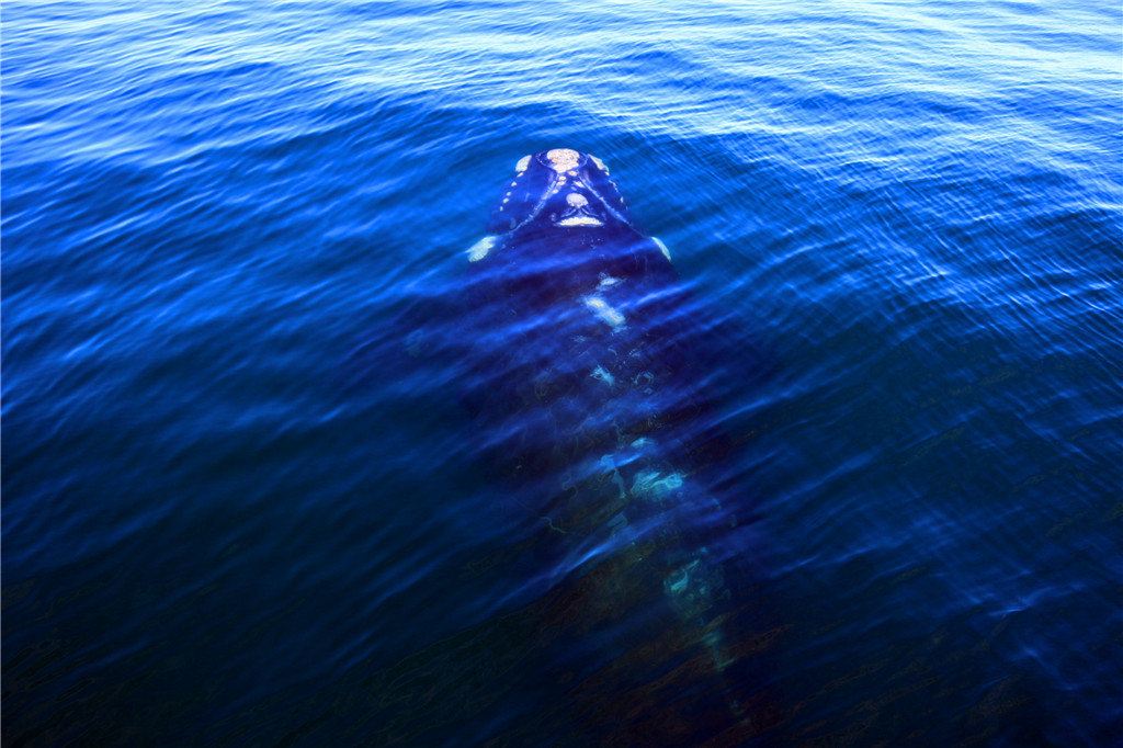 爱上那静谧的一抹蓝联合国世界遗产,阿根廷瓦尔德斯半岛观鲸+企鹅