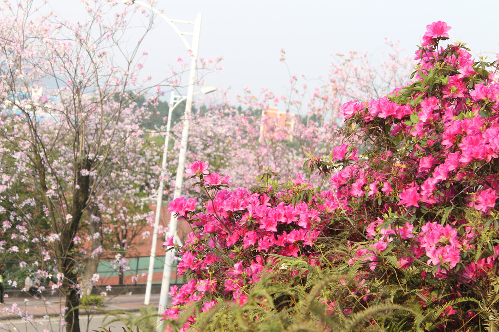 广州华南农业大学的紫荆花盛宴