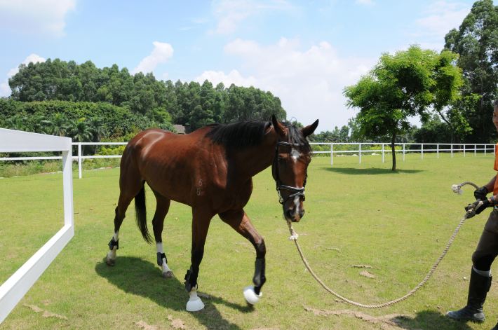 万万没想到 广州还有这么个好地方(四海马术游