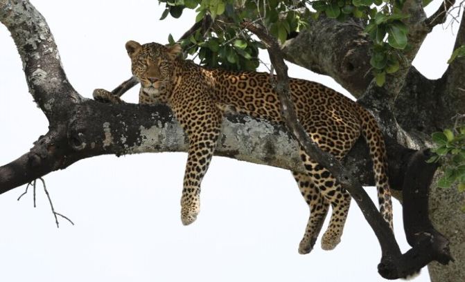 非洲肯尼亚狂野动物大迁徙10天跟团自驾摄影