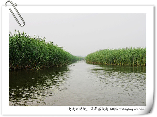 走进白洋淀:芦苇荡泛舟,荷花丛争渡