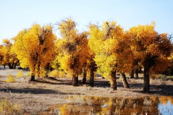 金秋9月北京出发额济纳5天摄影自驾自助游,经
