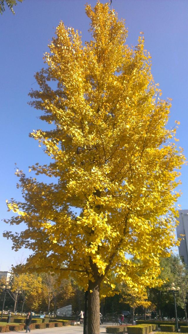 银杏是成都市树,而在银杏叶子假金黄的季节很多市民会去华西医大里面图片
