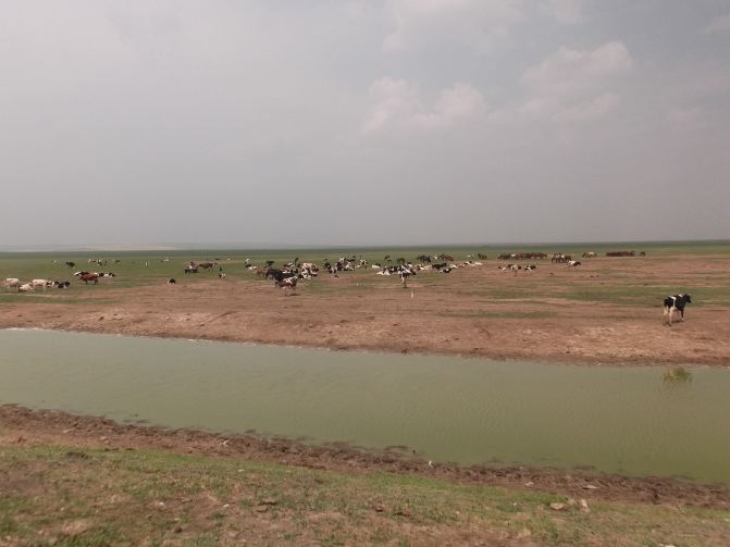 黑龙江西,额尔古纳东(八)从海拉尔开始看草原 